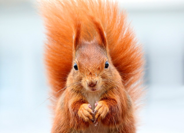 Squirrel image from pixabay