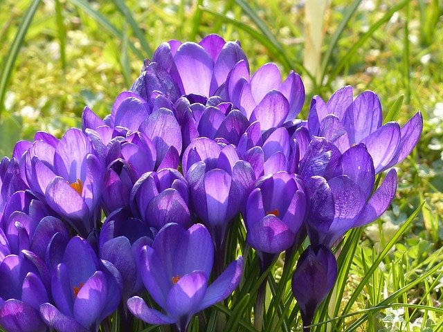 Purple Crocus plant