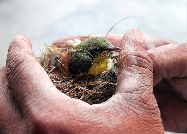baby bird in a hand