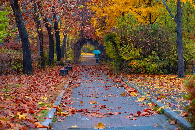 Isolated road with fallen leaves